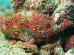  Freckled frogfish  Photo and characteristics