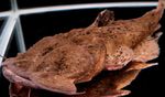 Zierfische Frosch Mund Wels, Chaca chaca Braun Foto, Beschreibung und kümmern, wächst und Merkmale