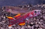 Аквариумные Рыбки Фундулопанакс, Fundulopanchax красный Фото, описание и уход, выращивание и характеристика