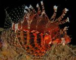 Fuzzy Dwarf Lionfish  Photo and characteristics