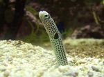 Aquarium Fishes Garden Eel  Photo and characteristics