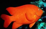 kuva Akvaario Kalat Garibaldi Damselfish ominaisuudet