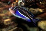 Akvarij Ribe Genicanthus odijelo Foto, opis i briga, uzgoj i karakteristike