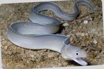 Aquarium Fishes Ghost Eel  Photo and characteristics