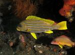 Photo Aquarium Fishes Giant Sweetlips characteristics