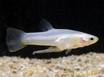 Freshwater Fish Photo Girardinus 