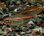Aquarium Fishes Glowlight Tetra  Photo and characteristics
