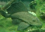 Aquarium Fishes Glyptoperichthys gibbiceps  Photo and characteristics