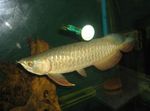 Aquarium Fishes Golden arowana  Photo and characteristics
