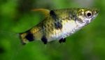 Photo Aquarium Fishes Golden Dwarf Barb characteristics