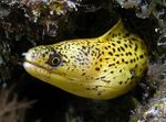 Aquarium Fishes Golden Moray Eel  Photo and characteristics