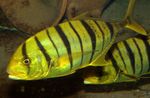 Aquarium Fishes Golden trevally  Photo and characteristics