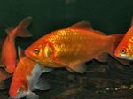 Goldfisch, Carassius auratus Gold Foto, Beschreibung und kümmern, wächst und Merkmale