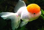 Goldfisch, Carassius auratus Weiß Foto, Beschreibung und kümmern, wächst und Merkmale