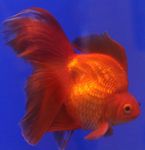 Goldfisch, Carassius auratus Rot Foto, Beschreibung und kümmern, wächst und Merkmale