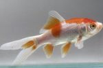 Goldfisch, Carassius auratus Getupft Foto, Beschreibung und kümmern, wächst und Merkmale