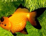 Goldfisch, Carassius auratus Gelb Foto, Beschreibung und kümmern, wächst und Merkmale