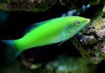 Photo Aquarium Fishes Green wrasse, Pastel-green wrasse characteristics