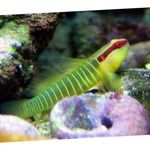 Goby Greenbanded