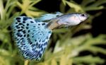 Photo Aquarium Fishes Guppy characteristics