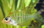 Photo Aquarium Fishes Gymnochanda filamentosa characteristics