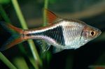 Photo Aquarium Fishes Harlequin Rasbora characteristics