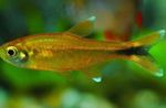 Akvarijné Ryby Hasemania Nana zlato fotografie, popis a starostlivosť, pestovanie a vlastnosti