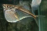  Hatchetfish  Photo and characteristics