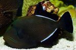  Hawaiian Black Triggerfish  Photo and characteristics