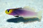Akvarijske Ribice Helfrich Firefish, Nemateleotris helfrichi vijolična fotografija, opis in nega, rast in značilnosti