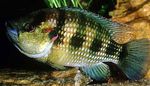 Photo Aquarium Fishes Hemichromis fasciatus characteristics