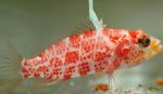 Aquarium Fishes Highfin Perchlet  Photo and characteristics