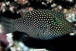 Aquarium Fishes Honeycomb Puffer  Photo and characteristics