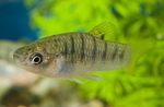 Aquarium Fishes Hump-backed Limia  Photo and characteristics