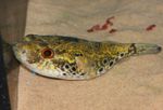 Aquarium Fishes Humpback Puffer  Photo and characteristics