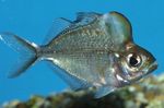  Humphead Glassfish  Photo and characteristics