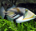  Humu Picasso Triggerfish  Photo and characteristics