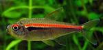 Photo Aquarium Fishes Hyphessobrycon amapaensis characteristics