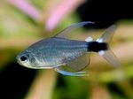 Freshwater Fish Photo Hyphessobrycon elachys 