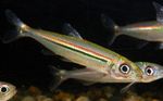 Akvārija Zivis Iguanodectes Adujai svītrains Foto, apraksts un ka, augošs un raksturlielumi