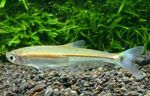 Freshwater Fish Photo Iguanodectes spilurus 