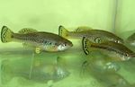 Pesci d'Acquario Ilyodon Macchiato foto, descrizione e la cura, la coltivazione e caratteristiche