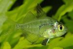 Photo  Indian Glass Fish characteristics