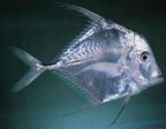 Foto Aquarium Fische Indian Threadfish, Profilflosse Buchse Merkmale