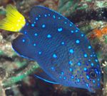 Marine Fish (Sea Water) Photo Jewel Damselfish 