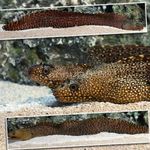 Aquarium Fishes Jeweled Moray Eel  Photo and characteristics