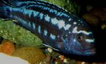 Photo Aquarium Fishes Johanni Cichlid characteristics