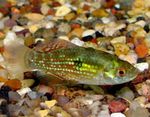 Peixes de Aquário Jordanella Floridae Verde foto, descrição e cuidado, crescente e características