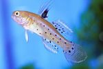 Aquarium Fishes Knight Goby  Photo and characteristics