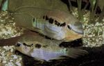 Foto Akvaariumi Kalad Krobia Itanyi omadused